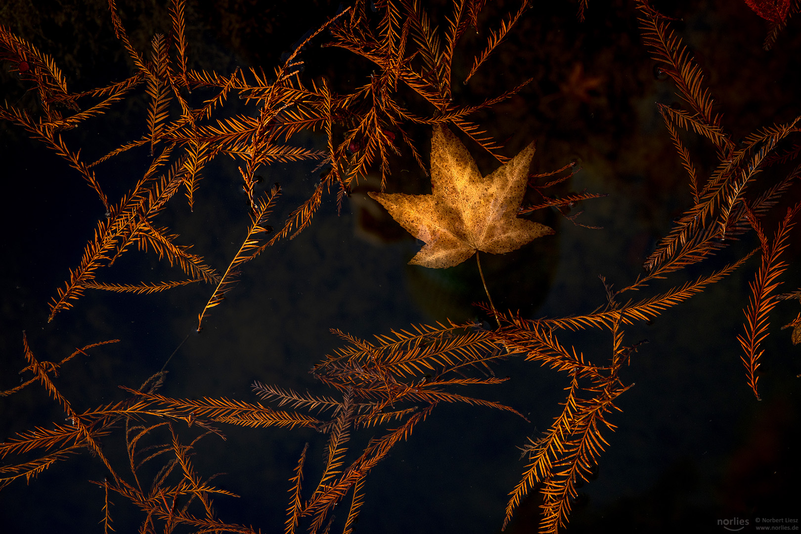 Herbstblätter im Wasser