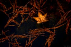 Herbstblätter im Wasser