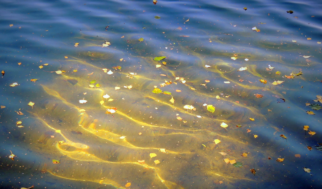 Herbstblätter im Wasser mit Sonnenlicht