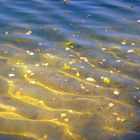 Herbstblätter im Wasser mit Sonnenlicht