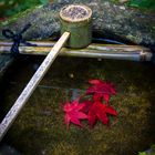 Herbstblätter im Wasserbecken