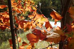 Herbstblätter im Wind