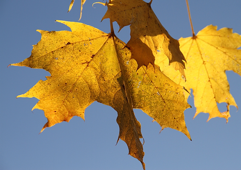 Herbstblätter im Wind