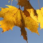 Herbstblätter im Wind