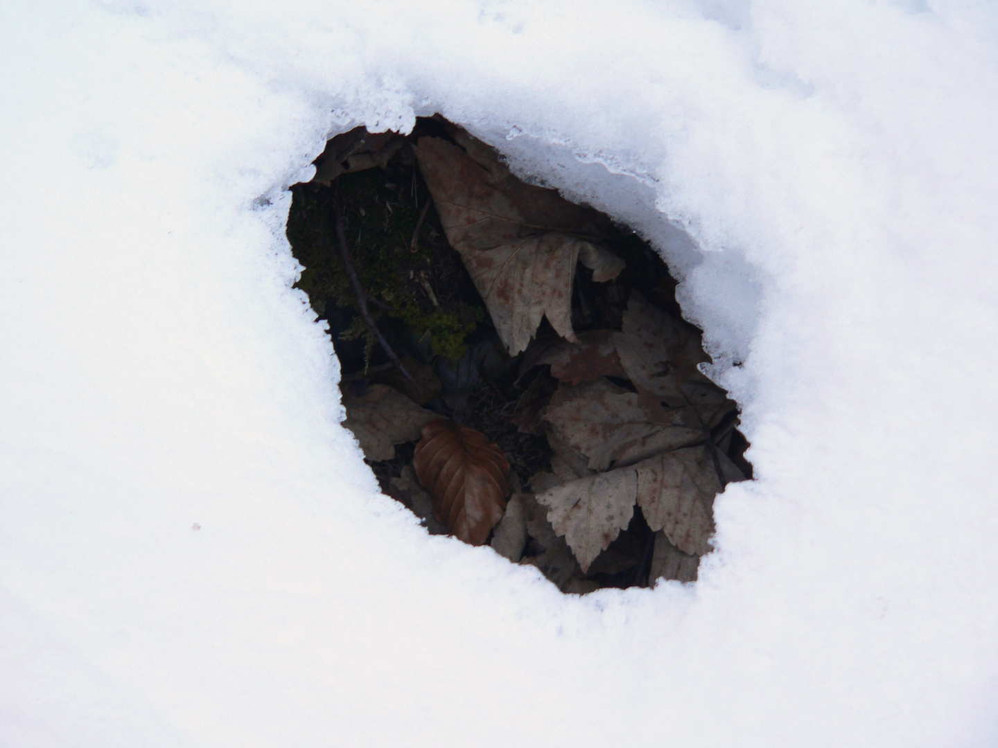 Herbstblätter im Winter