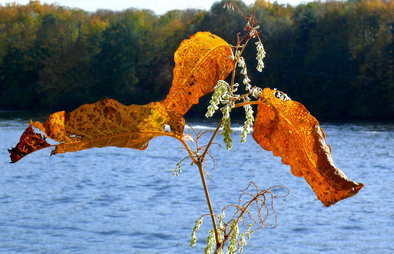 Herbstblätter in der Morgensonne