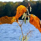 Herbstblätter in der Morgensonne