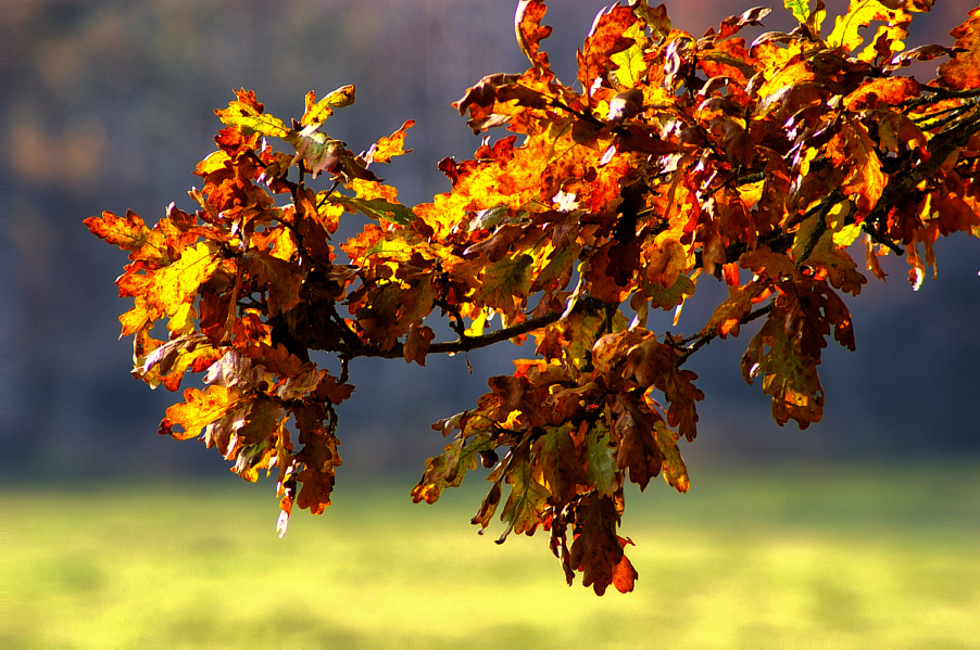 Herbstblätter in der Sonne