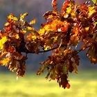 Herbstblätter in der Sonne