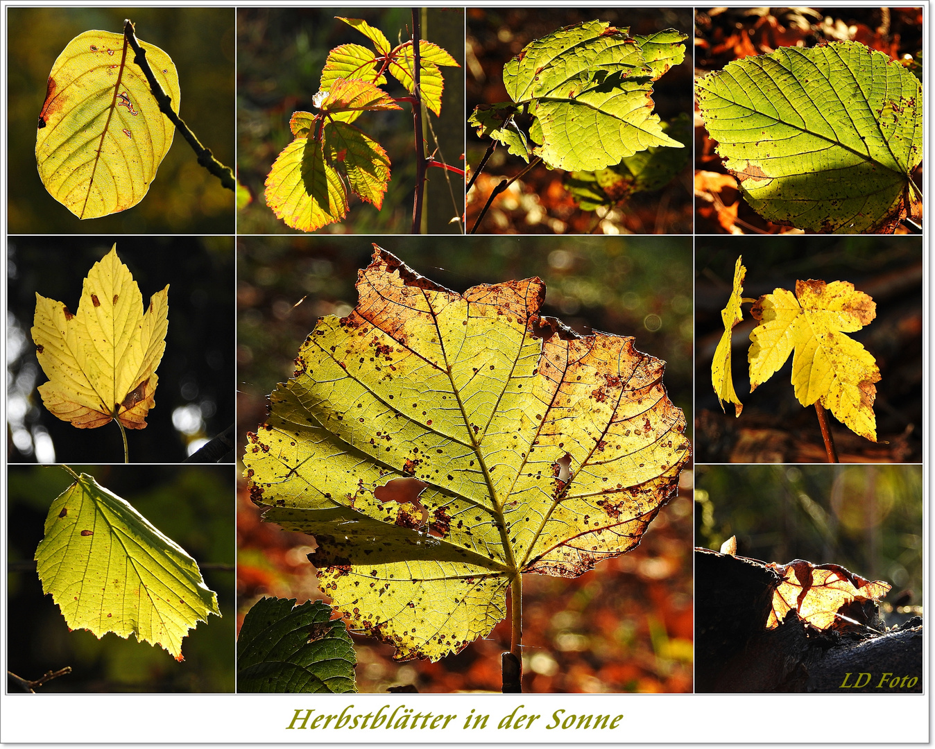 Herbstblätter in der Sonne