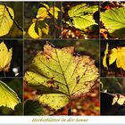 Herbstblätter in der Sonne