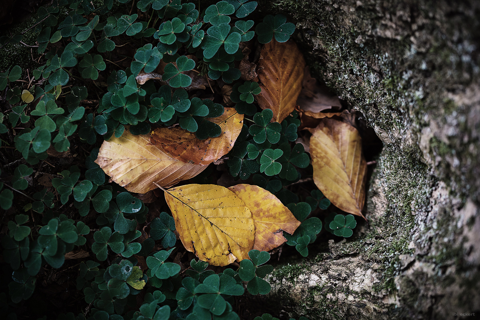 Herbstblätter in Farbe