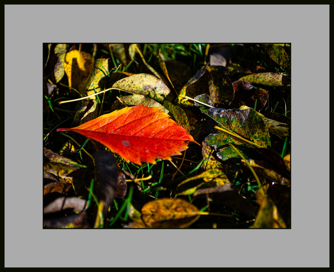 Herbstblätter in meinem Garten