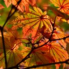 Herbstblätter in Orange Rot