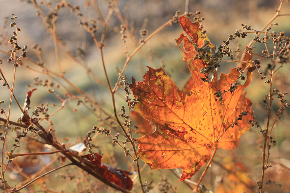 Herbstblätter IV