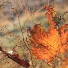 Herbstblätter IV