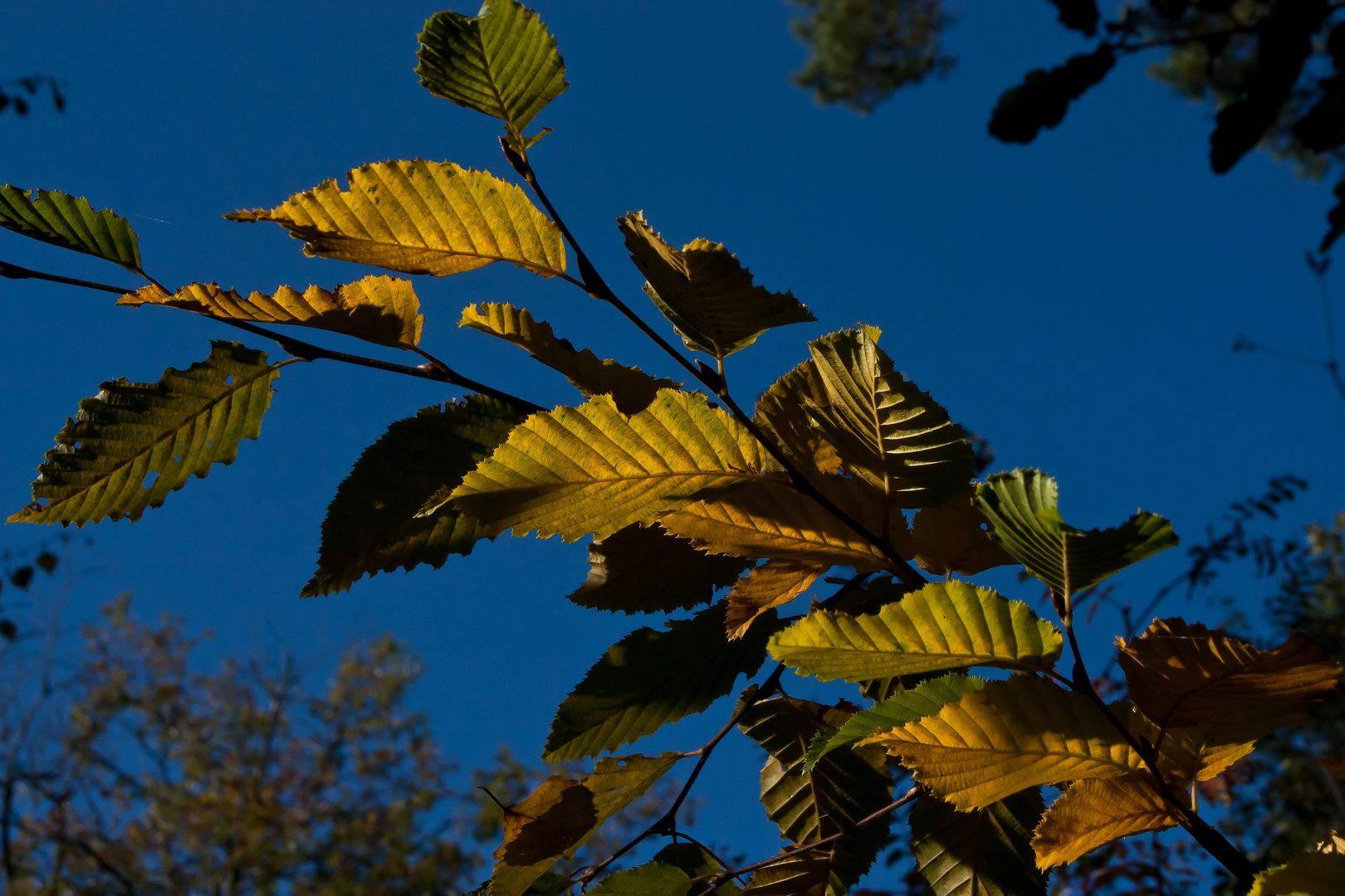 Herbstblätter IV