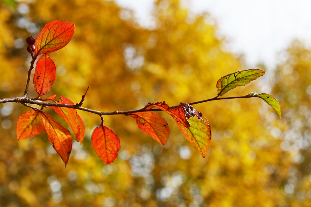 Herbstblätter mit Herbstfarben im Hintergrund