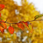 Herbstblätter mit Herbstfarben im Hintergrund