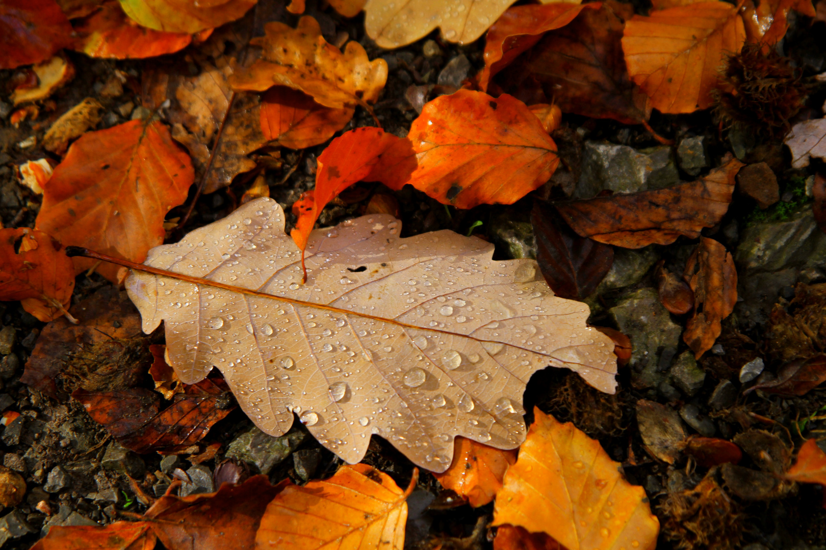 Herbstblätter mit Regentropfen