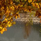 Herbstblätter mit See