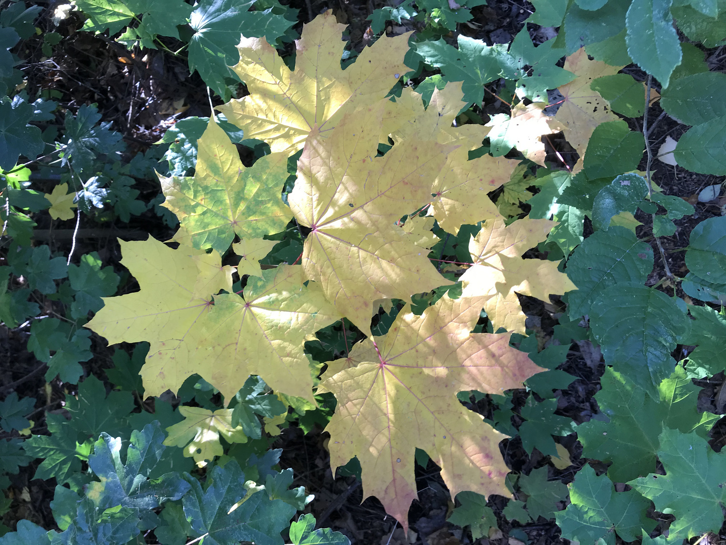 Herbstblätter mit Sonnenlicht 