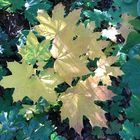 Herbstblätter mit Sonnenlicht 