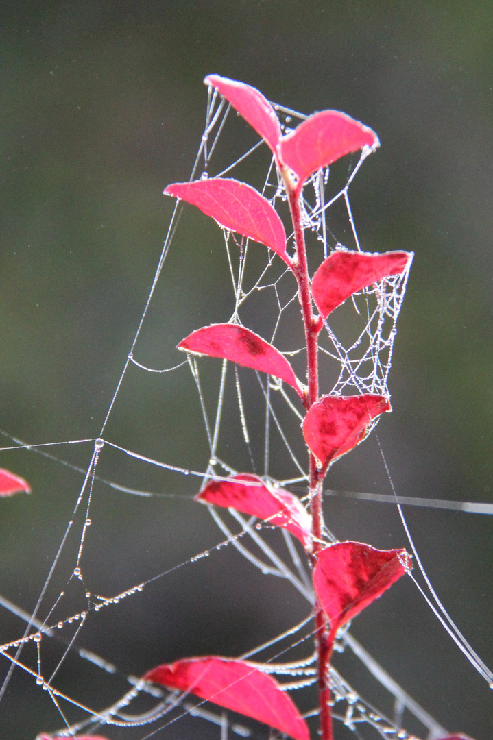 Herbstblätter mit Spinnenfäden