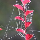 Herbstblätter mit Spinnenfäden