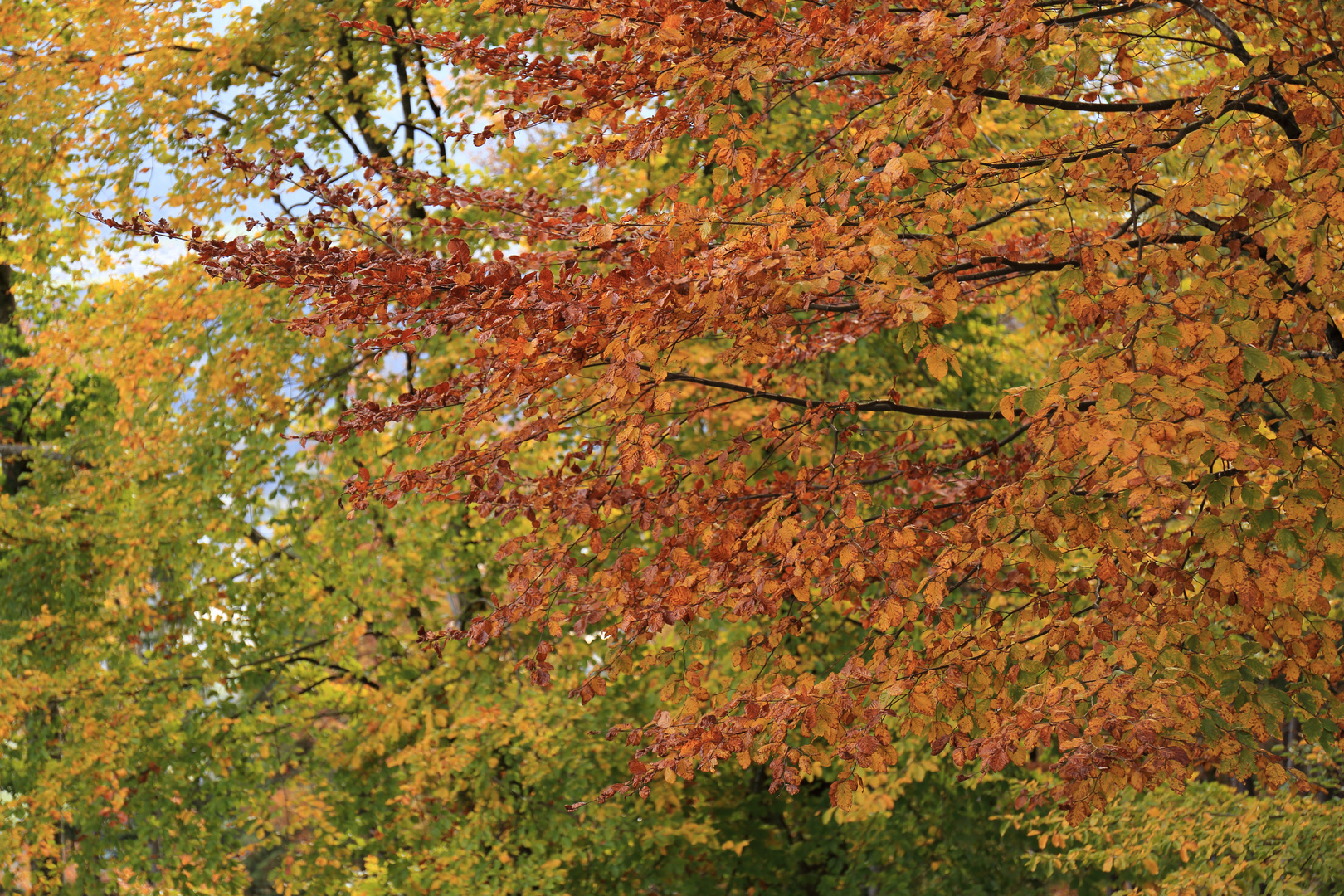 Herbstblätter mit Tiefenschärfe