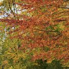 Herbstblätter mit Tiefenschärfe