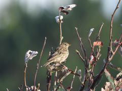 Herbstblätter mit Vogel