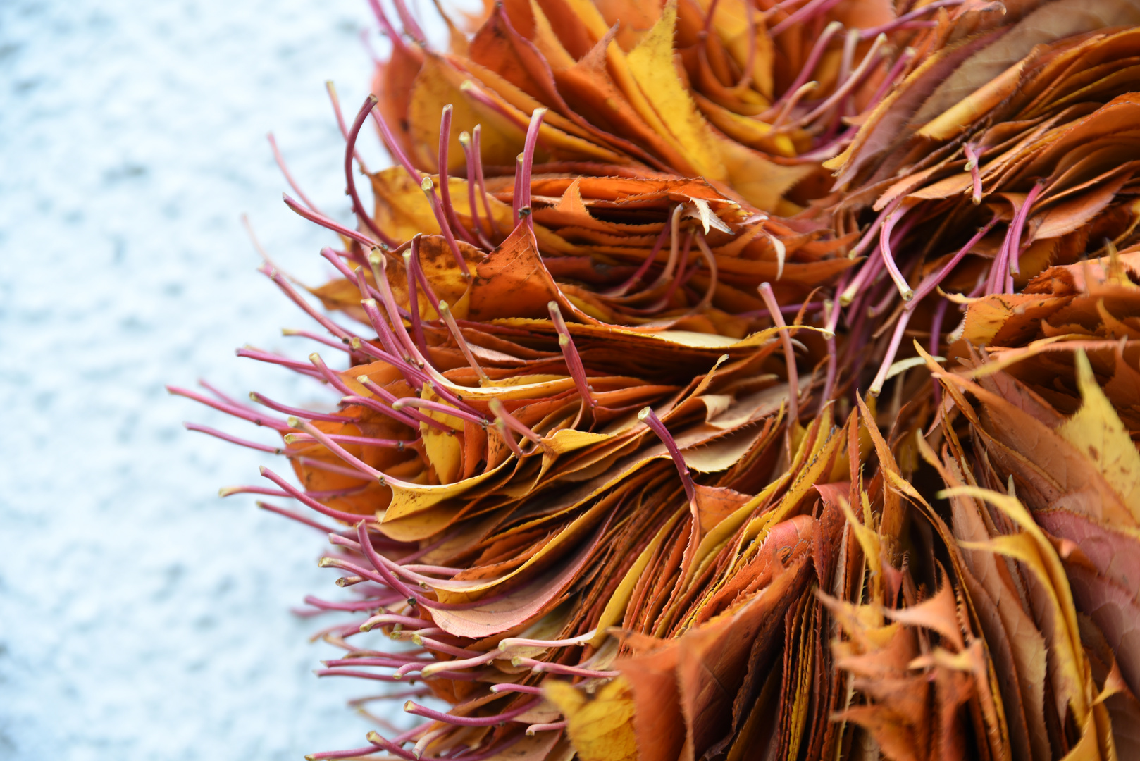 Herbstblätter oder Herbstblüte