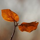 Herbstblätter pur.........