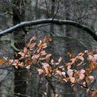 "Herbstblätter-Reste"