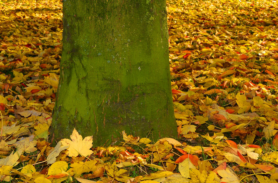 Herbstblätter rund um den Baumstamm