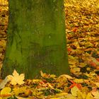 Herbstblätter rund um den Baumstamm