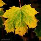 Herbstblätter (Spitzahorn)