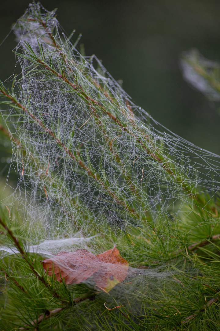 Herbstblätter unter Spinnenweben