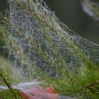 Herbstblätter unter Spinnenweben