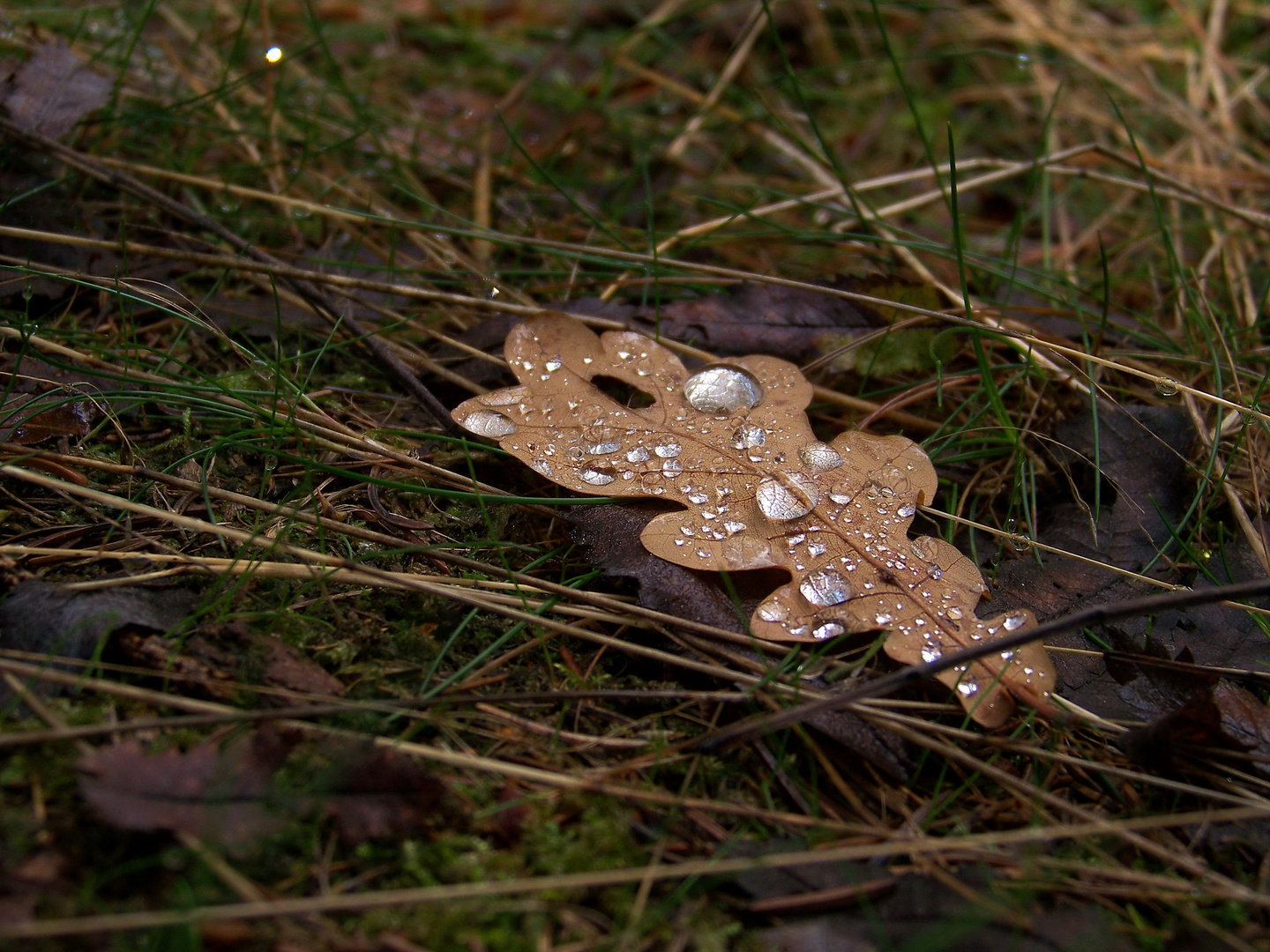 Herbstblätter VIII