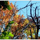 Herbstblätter vor blauem Himmel