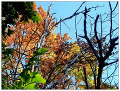 Herbstblätter vor blauem Himmel