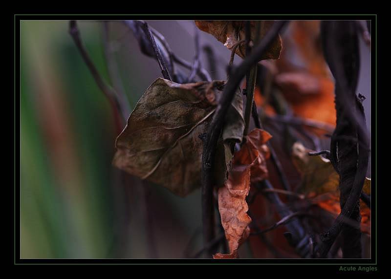 Herbstblätter, welke Kraft