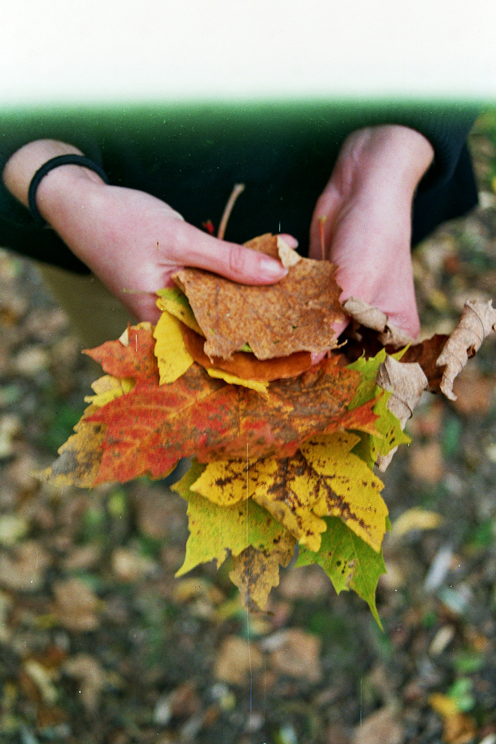 herbstblätterbunt