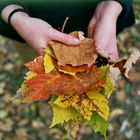 herbstblätterbunt