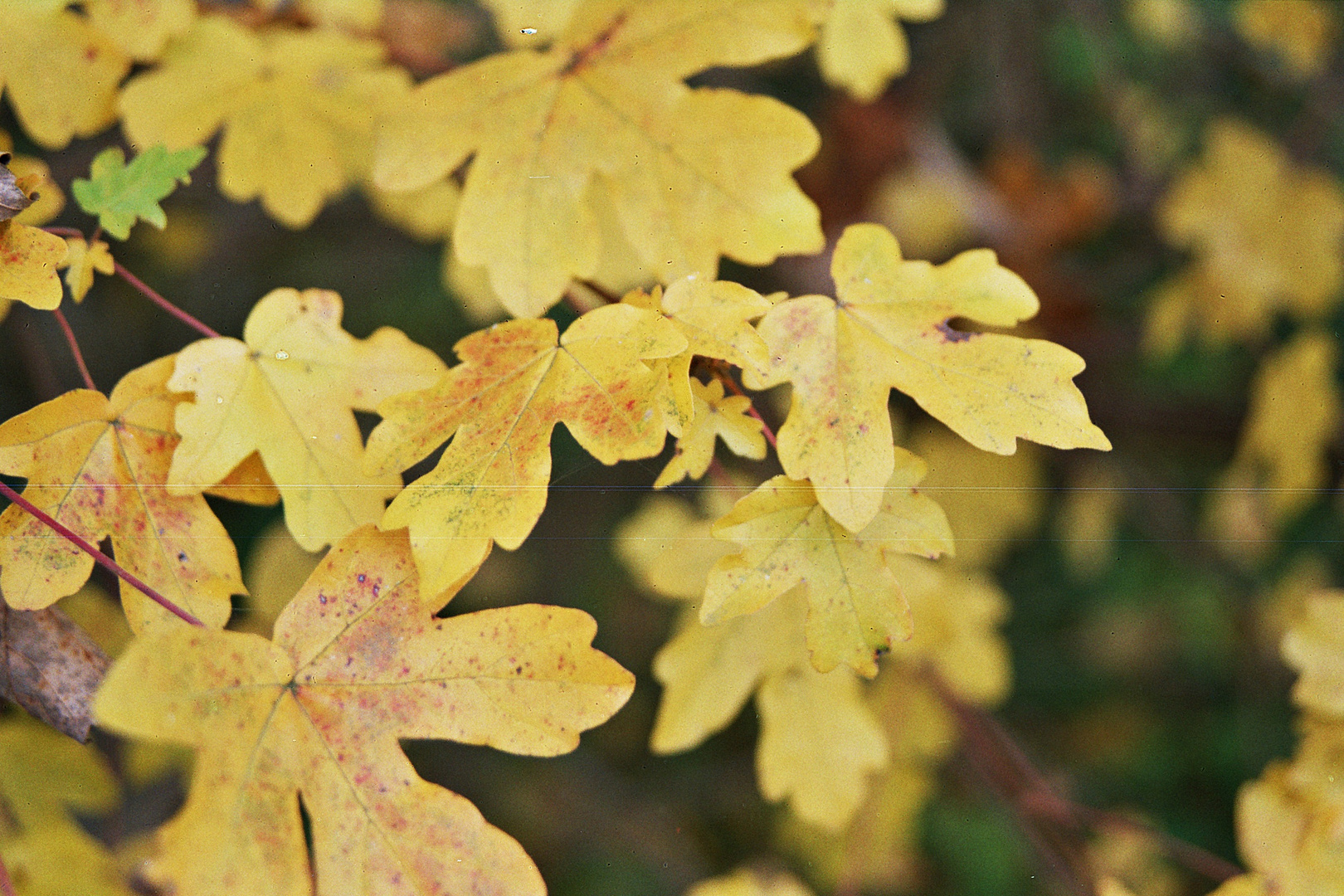 herbstblätterbunt II