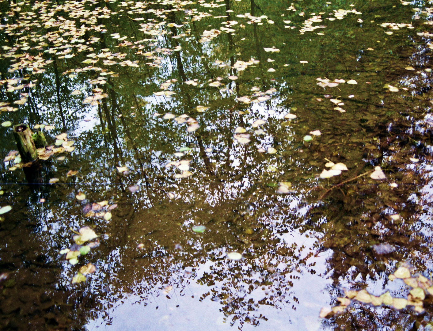 herbstblätterbunt III