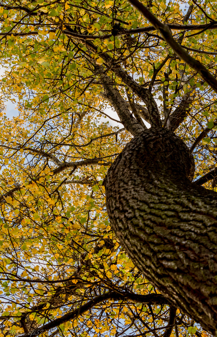 Herbstblätterdach