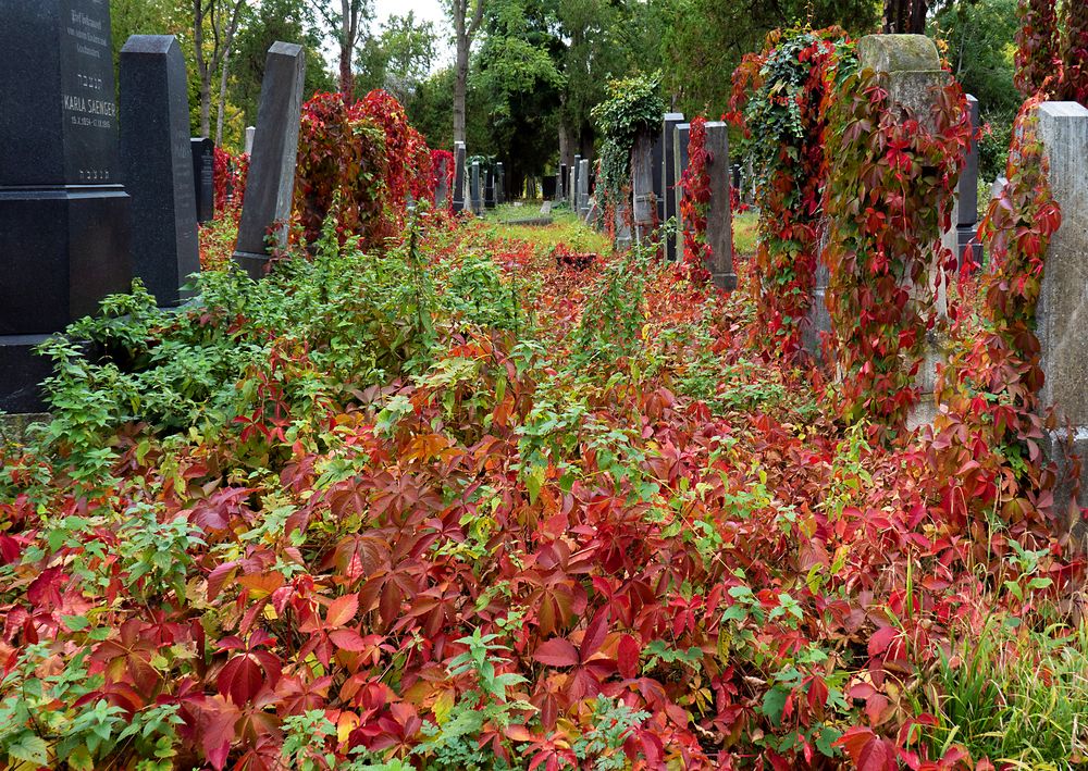 herbstblätterdecke...